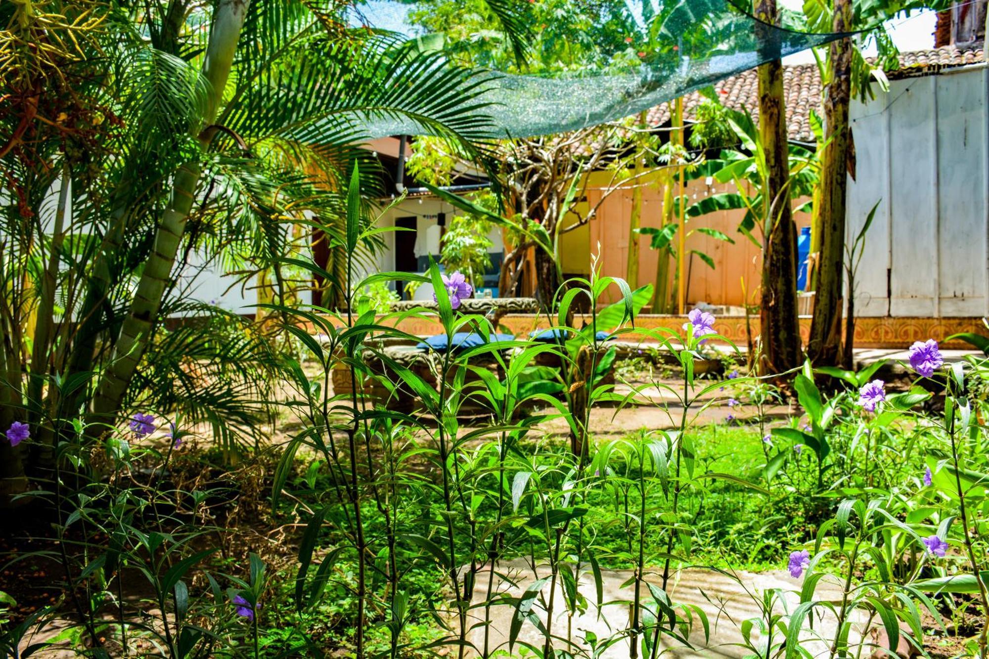 גרנאדה Casa Gallo Pinto מראה חיצוני תמונה